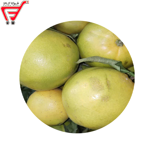 پرتقال تامسون ممتاز ( کیلویی )