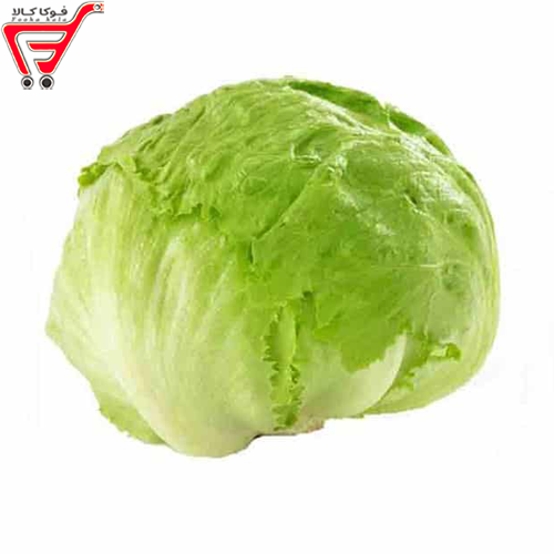 کاهو پیچ  ( کیلویی )