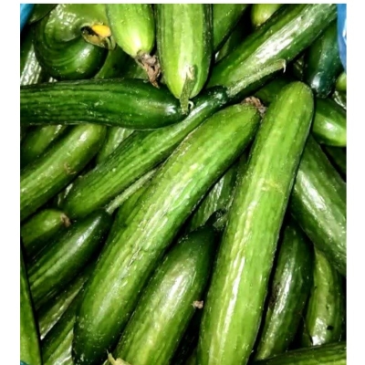 خیار سبز آویز ( کیلویی ) 