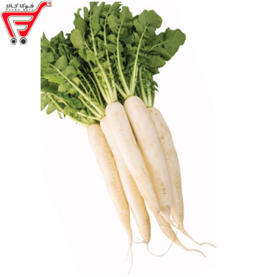 ترب سفید (کیلویی )